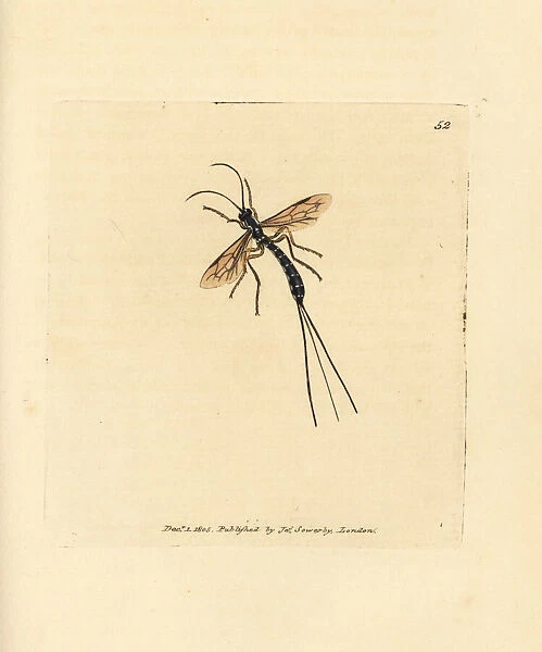 Ichneumon fly, Rhyssa persuasoria