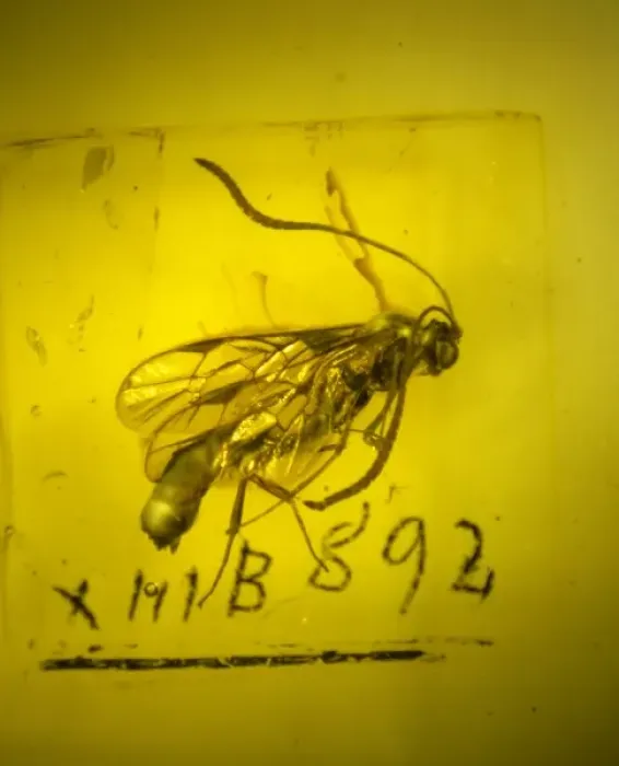 Framed Print : Ichneumon wasp in amber