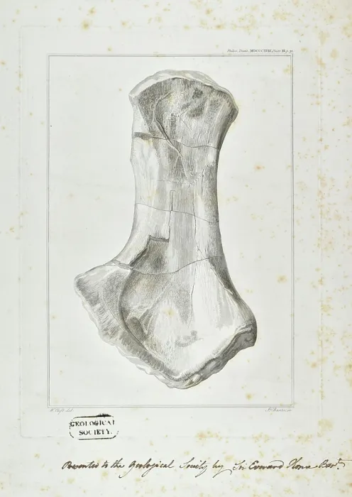 Framed Print : Ichthyosaur limb bone Framed Print : Ichthyosaur limb bone