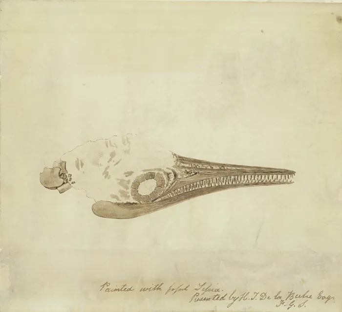 Framed Print : Ichthyosaur skull in fossil sepia Framed Print : Ichthyosaur skull in fossil sepia