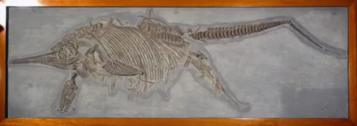 Framed Print : Ichthyosaur, Stenopterygius quadriscissus (Quenstedt) Framed Print : Ichthyosaur, Stenopterygius quadriscissus (Quenstedt)
