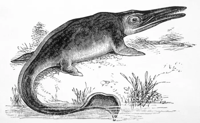 Framed Print : Ichthyosaurus Framed Print : Ichthyosaurus