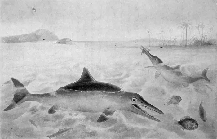 Framed Print : Ichthyosaurus Framed Print : Ichthyosaurus