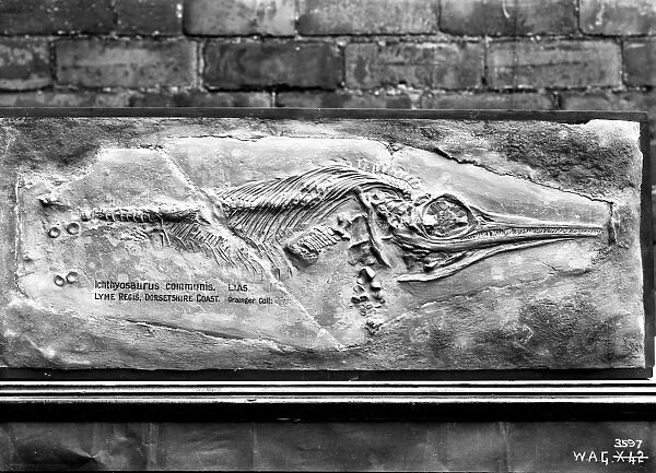 Ichthyosaurus communis, lias, Lyme Regis, Dorset