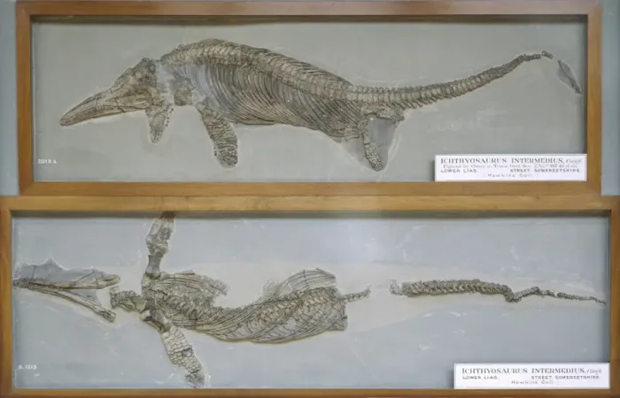 Framed Print : Ichthyosaurus intermedius Framed Print : Ichthyosaurus intermedius