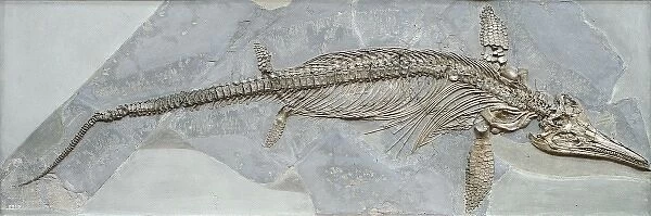 Ichthyosaurus intermedius