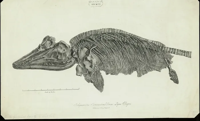 Framed Print : Ichthyosaurus Intermedius from Lyme Regis Framed Print : Ichthyosaurus Intermedius from Lyme Regis