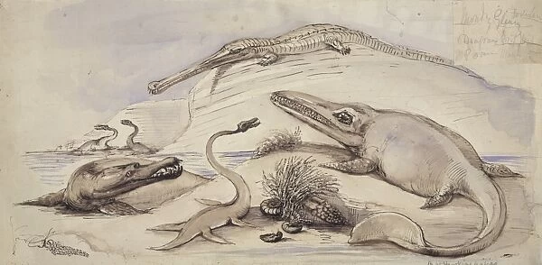 Ichthyosaurus, Plesiosaurus, Stenosaurus and another marine