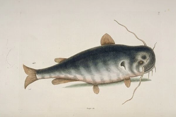 Ictalurus punctatus, river catfish