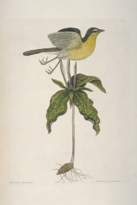 Framed Print : Icteria virens, yellow-breasted Chat Framed Print : Icteria virens, yellow-breasted Chat