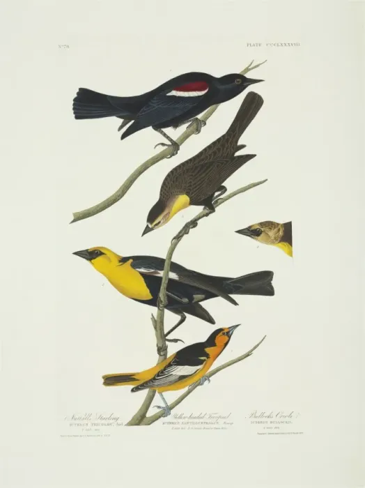 Framed Print : Icterus bullockii, xanthocephalus xanthocephalus, Agelaius t Framed Print : Icterus bullockii, xanthocephalus xanthocephalus, Agelaius t