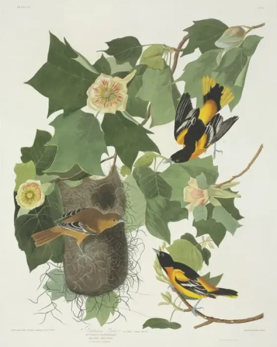 Framed Print : Icterus galbula, Baltimore oriole Framed Print : Icterus galbula, Baltimore oriole