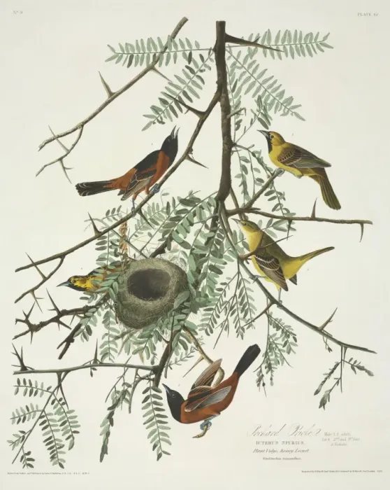 Framed Print : Icterus spurius, orchard oriole Framed Print : Icterus spurius, orchard oriole