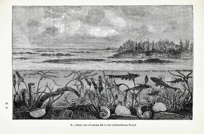 Framed Print : Ideal view of marine life in the Carboniferous Period Framed Print : Ideal view of marine life in the Carboniferous Period