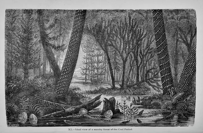 Framed Print : Ideal view of a marshy forest of the Coal Period Framed Print : Ideal view of a marshy forest of the Coal Period