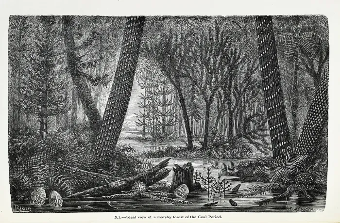 Framed Print : Ideal view of a marshy forest of the Coal Period Framed Print : Ideal view of a marshy forest of the Coal Period