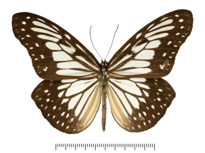 Framed Print : Ideopsis juventa tawaya Framed Print : Ideopsis juventa tawaya
