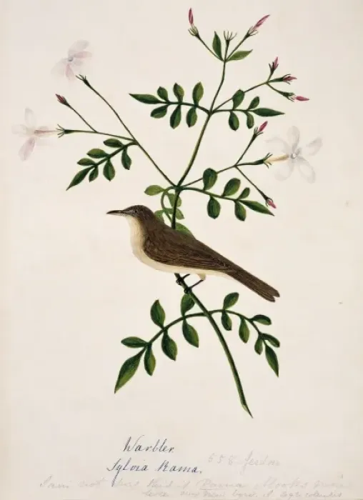 Framed Print : Iduna rama, Sykes warbler Framed Print : Iduna rama, Sykes warbler