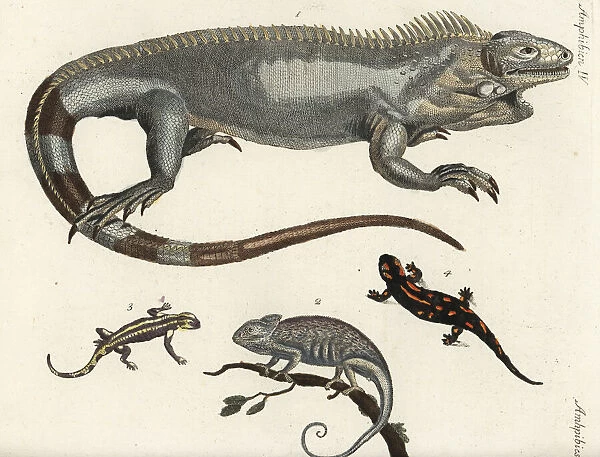 Iguana, chameleon and fire salamanders