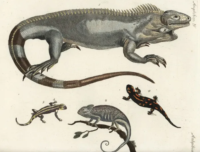 Framed Print : Iguana, chameleon and fire salamanders Framed Print : Iguana, chameleon and fire salamanders