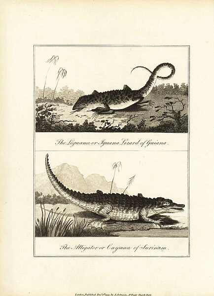 Iguana, Iguana iguana, and caiman, Caiman crocodilus