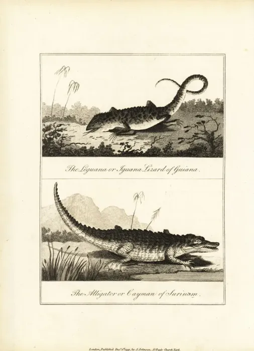 Framed Print : Iguana, Iguana iguana, and caiman, Caiman crocodilus Framed Print : Iguana, Iguana iguana, and caiman, Caiman crocodilus