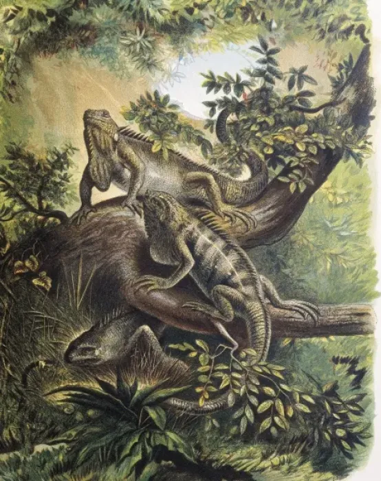 Framed Print : Iguanas. Specie of lizard. Engraving after a Framed Print : Iguanas. Specie of lizard. Engraving after a