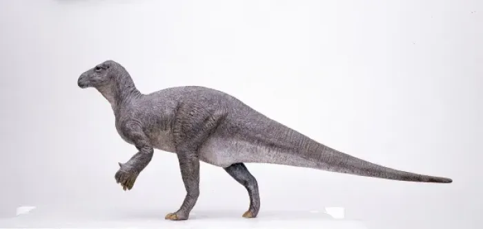 Framed Print : Iguanodon. A model of an Iguanodon, a herbivorous dinosaur whose fossil Framed Print : Iguanodon. A model of an Iguanodon, a herbivorous dinosaur whose fossil