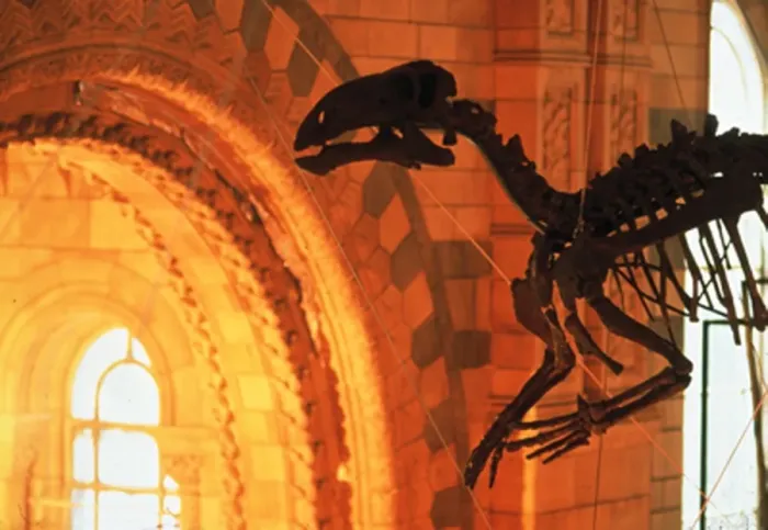 Framed Print : Iguanodon. The Iguanodon skeleton on display in the Natural History Museums Framed Print : Iguanodon. The Iguanodon skeleton on display in the Natural History Museums