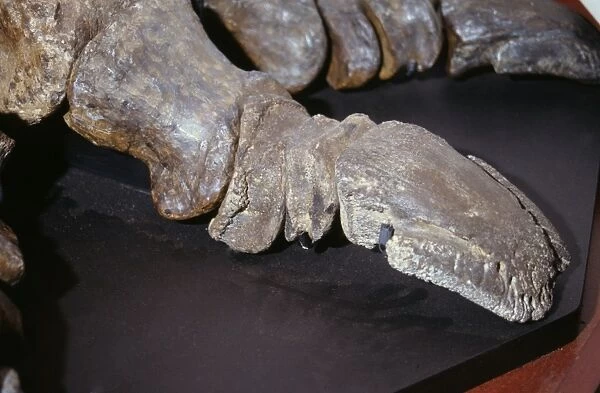 Iguanodon arthritic toe