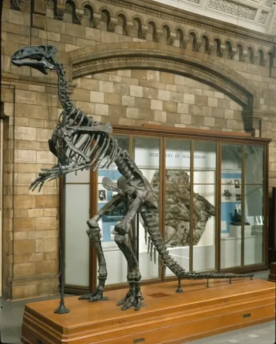 Framed Print : Iguanodon atherfieldensis Framed Print : Iguanodon atherfieldensis