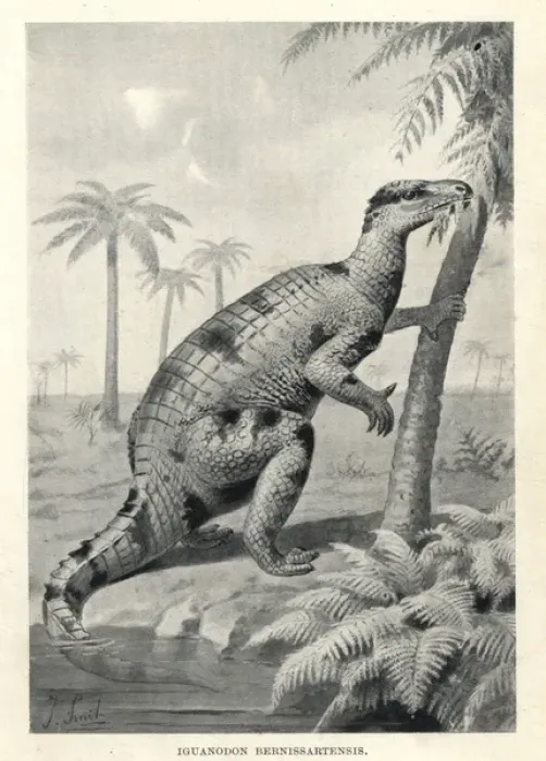 Framed Print : Iguanodon bernissartensis Framed Print : Iguanodon bernissartensis