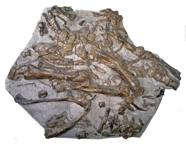 Iguanodon bones. A jumble of Iguanodon bones developed originally in 1834