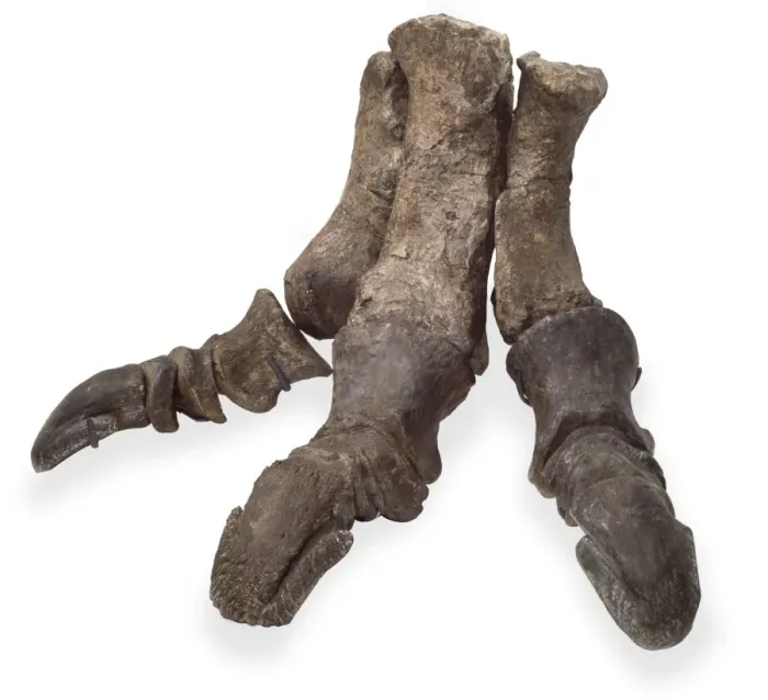 Framed Print : Iguanodon foot Framed Print : Iguanodon foot