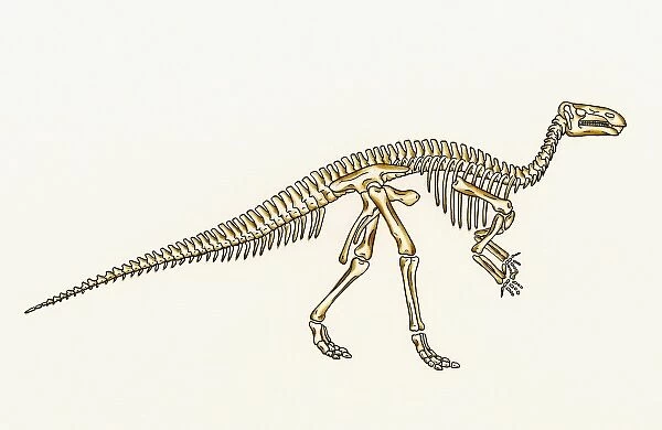 Iguanodon skeleton. An illustration of an Iguanodon