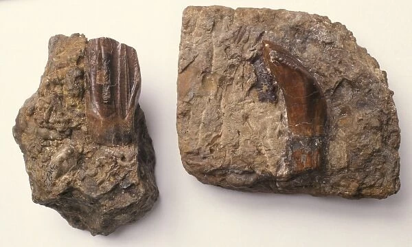 Iguanodon teeth. Some original Iguanodon teeth found by Dr