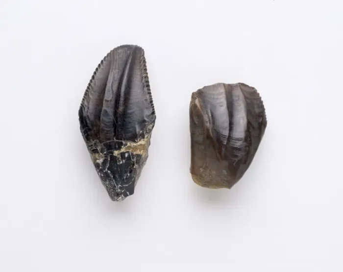 Framed Print : Iguanodon teeth Framed Print : Iguanodon teeth