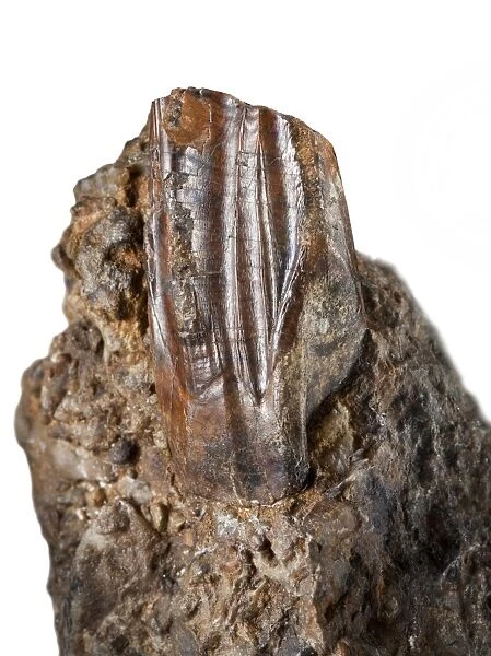 Iguanodon tooth. Original Iguanodon tooth found by Dr