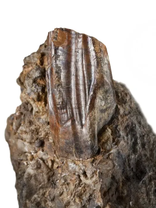 Framed Print : Iguanodon tooth Framed Print : Iguanodon tooth
