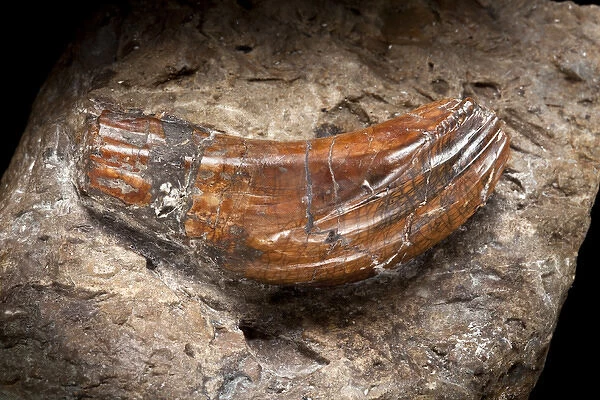Iguanodon tooth. Original Iguanodon tooth found by Dr