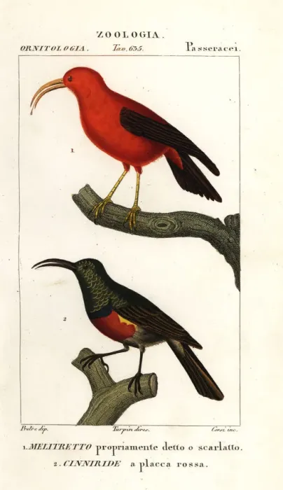Framed Print : Iiwi and greater double-collared sunbird Framed Print : Iiwi and greater double-collared sunbird