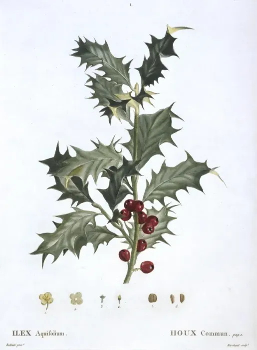 Framed Print : Ilex aquifolium, common holly Framed Print : Ilex aquifolium, common holly