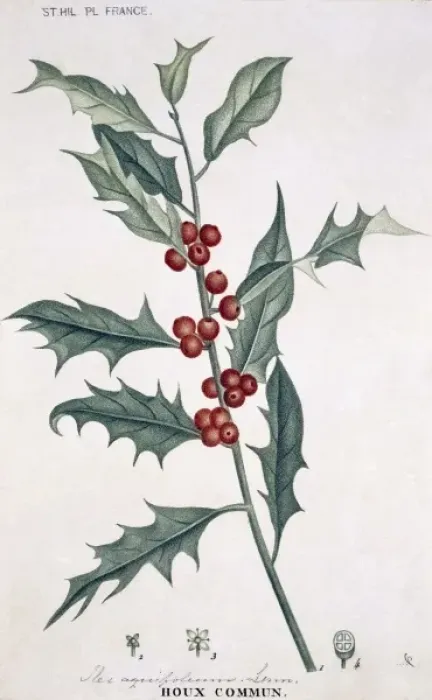 Framed Print : Ilex aquifolium L. Houx commum, holly Framed Print : Ilex aquifolium L. Houx commum, holly