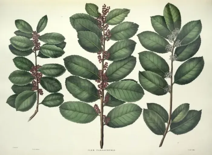 Framed Print : Ilex paraguensis, yerba mate Framed Print : Ilex paraguensis, yerba mate