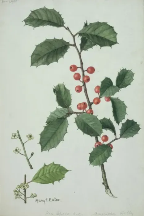 Framed Print : Ilex sp. Illustration of Holly by Mary E. Eaton (1873-1961) Framed Print : Ilex sp. Illustration of Holly by Mary E. Eaton (1873-1961)