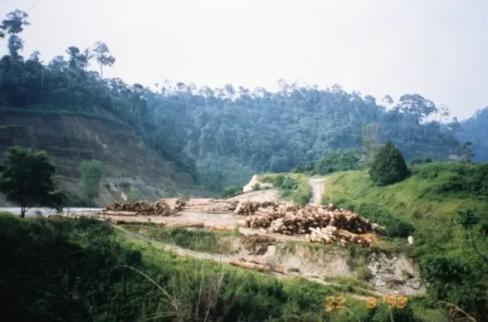 Framed Print : Illegal logging Framed Print : Illegal logging