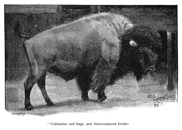 Framed Print : Illustration, American bison in a zoo Framed Print : Illustration, American bison in a zoo