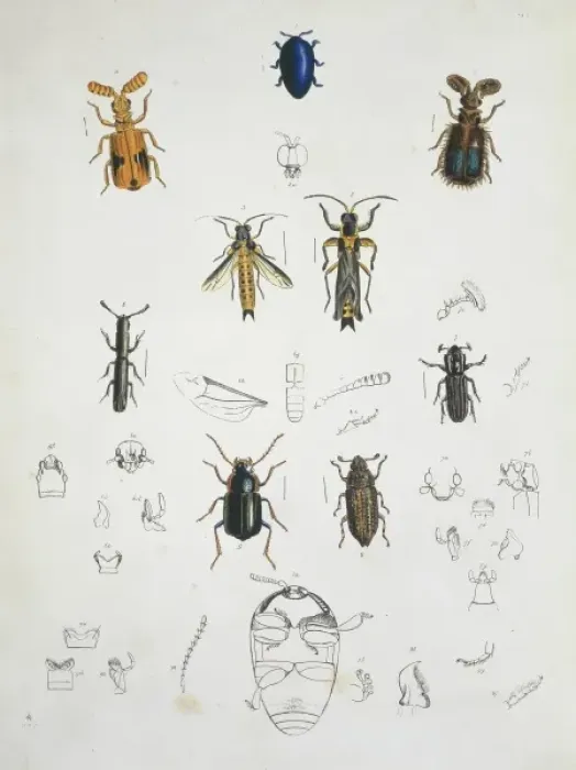 Framed Print : Illustration of beetles Framed Print : Illustration of beetles