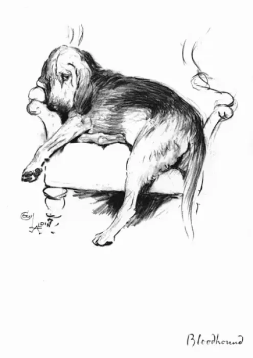 Framed Print : Illustration of a Bloodhound by Cecil Aldin Framed Print : Illustration of a Bloodhound by Cecil Aldin