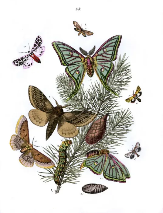 Framed Print : Illustration, Bombyces Framed Print : Illustration, Bombyces